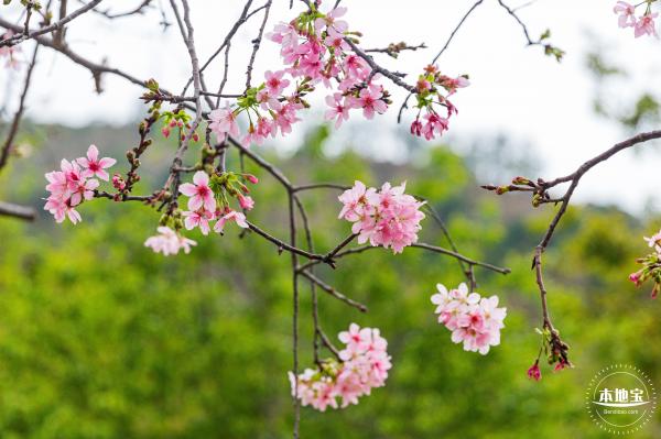华英路樱花主题公园