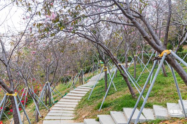 华英路樱花主题公园