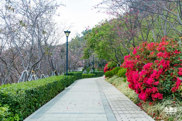 华英路樱花主题公园