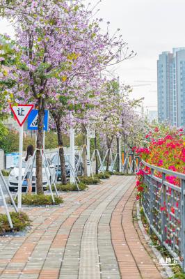 华英路樱花主题公园