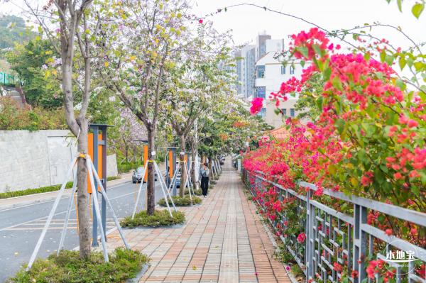 华英路樱花主题公园