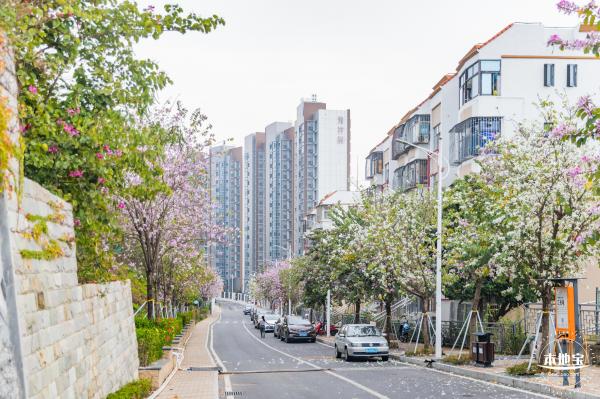 华英路樱花主题公园