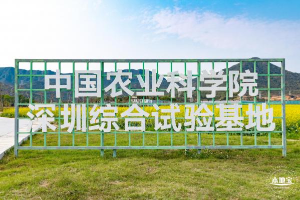 深圳农科院油菜花海