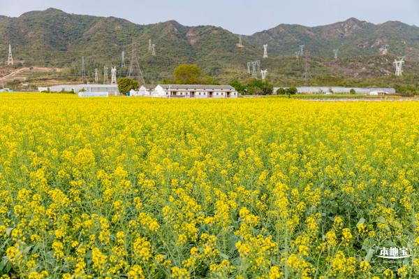 深圳农科院油菜花海