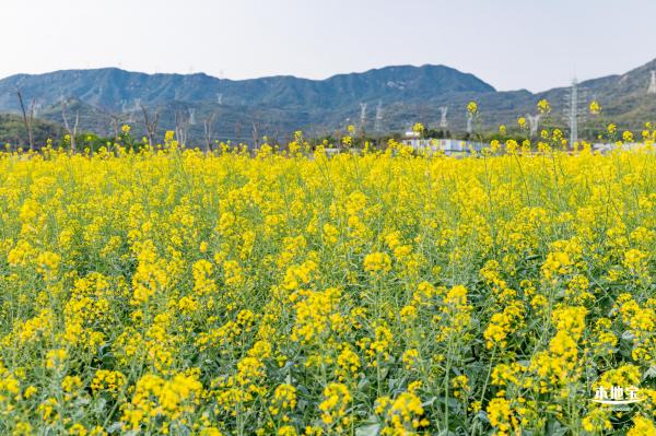 深圳农科院油菜花海