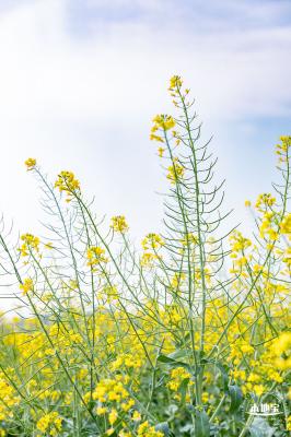 深圳农科院油菜花海