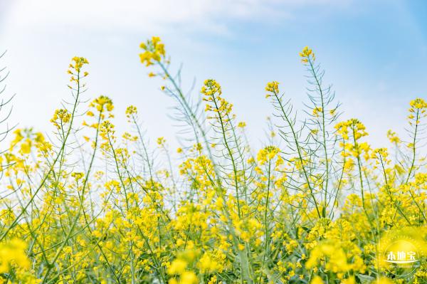 深圳农科院油菜花海