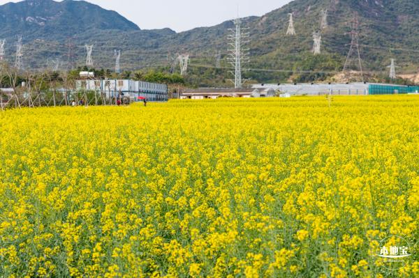 深圳农科院油菜花海