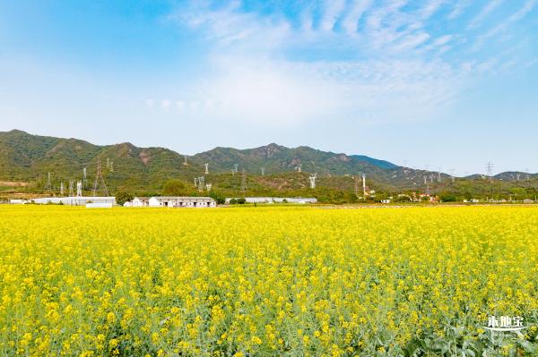 深圳农科院油菜花海