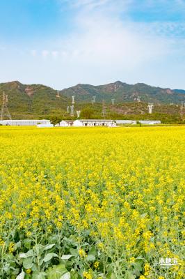 深圳农科院油菜花海
