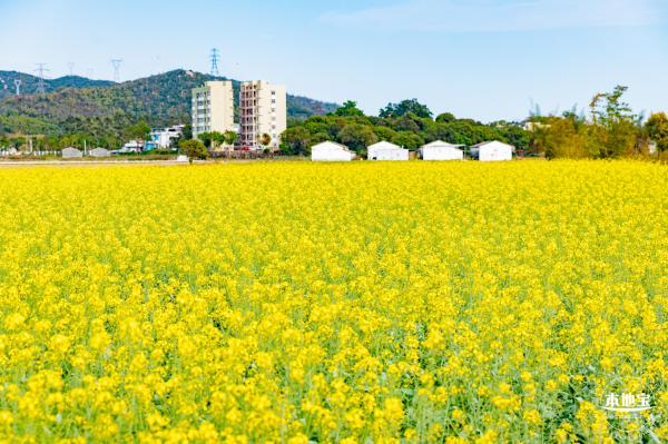 深圳农科院油菜花海