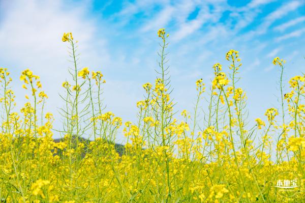 深圳农科院油菜花海