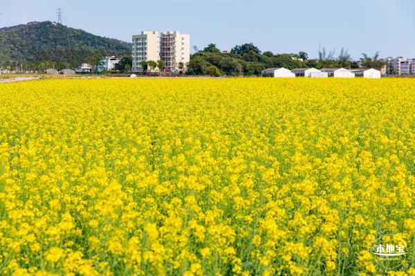 深圳农科院油菜花海