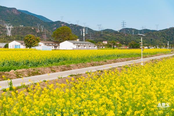 深圳农科院油菜花海