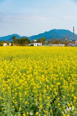 深圳农科院油菜花海