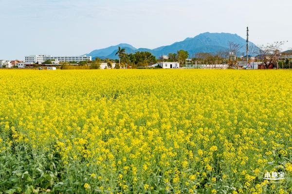 深圳农科院油菜花海