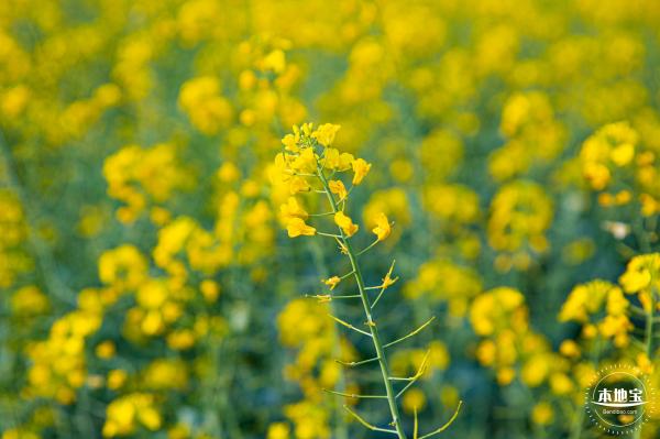 深圳农科院油菜花海