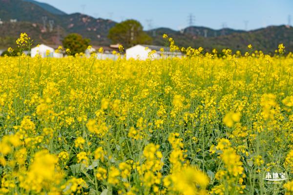 深圳农科院油菜花海
