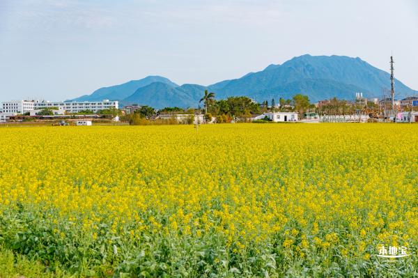 深圳农科院油菜花海