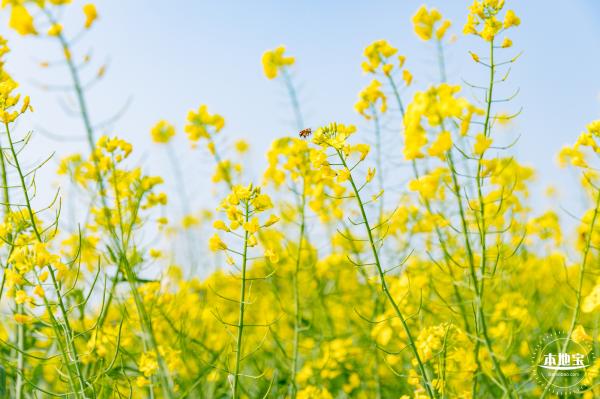 深圳农科院油菜花海