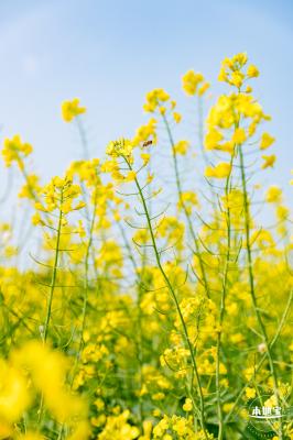 深圳农科院油菜花海