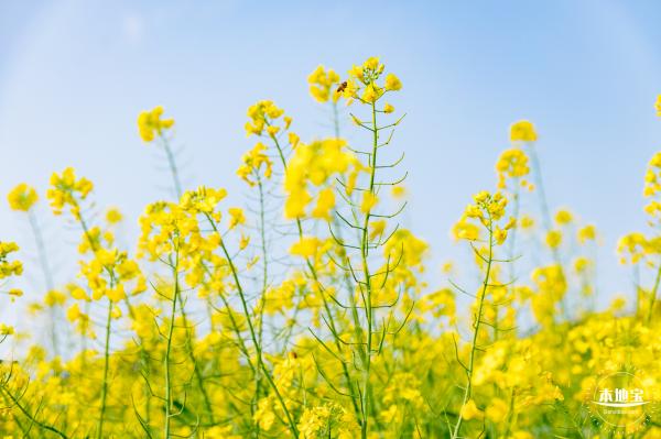 深圳农科院油菜花海