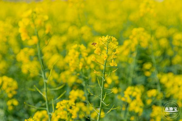 深圳农科院油菜花海