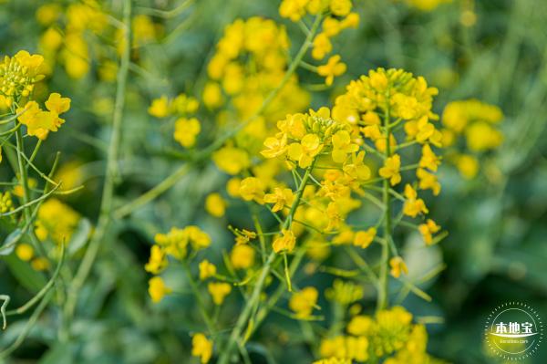 深圳农科院油菜花海