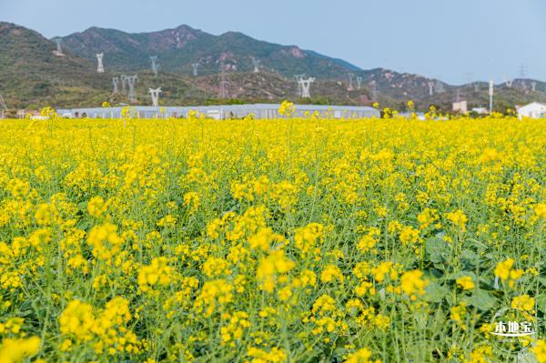 深圳农科院油菜花海