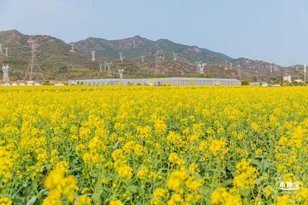 深圳农科院油菜花海