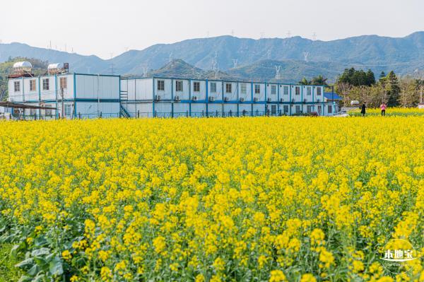 深圳农科院油菜花海
