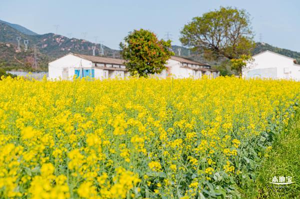 深圳农科院油菜花海