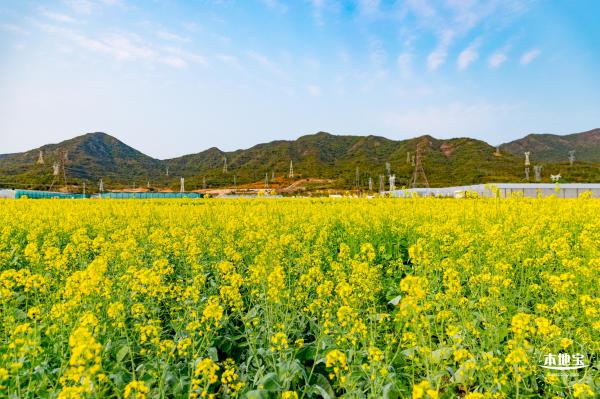 深圳农科院油菜花海