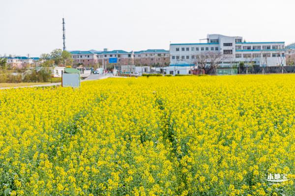 深圳农科院油菜花海