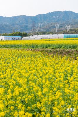 深圳农科院油菜花海
