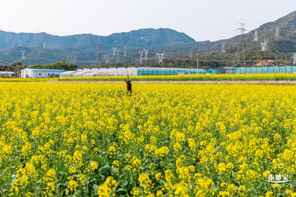深圳农科院油菜花海