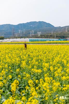 深圳农科院油菜花海