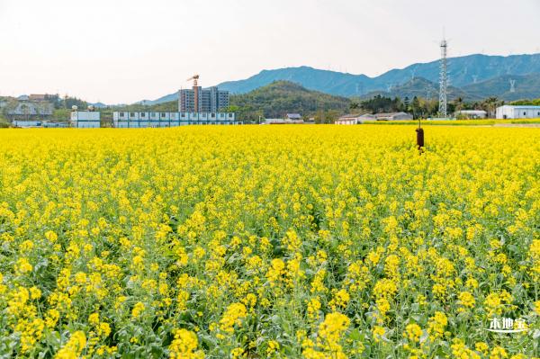 深圳农科院油菜花海