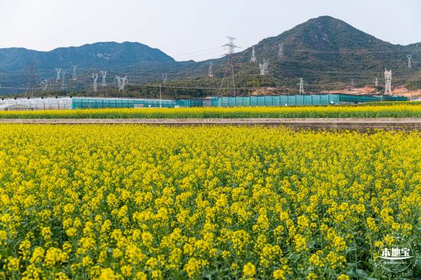 深圳农科院油菜花海