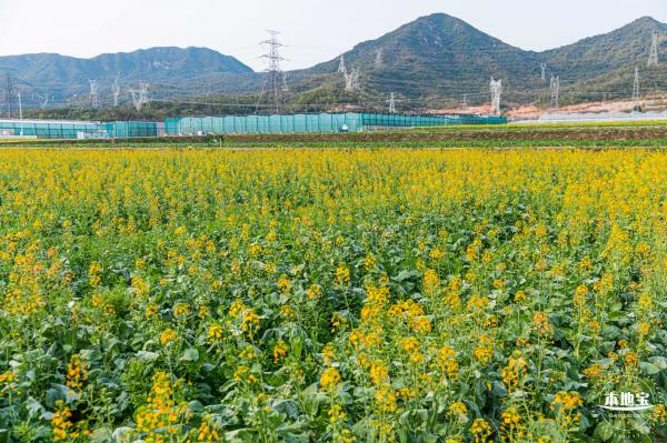 深圳农科院油菜花海