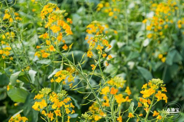 深圳农科院油菜花海