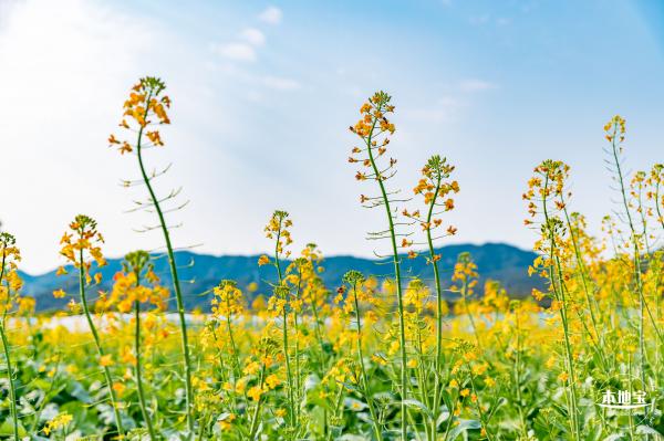深圳农科院油菜花海