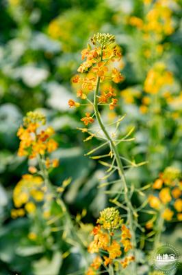 深圳农科院油菜花海