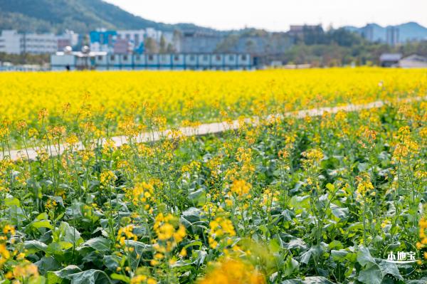 深圳农科院油菜花海
