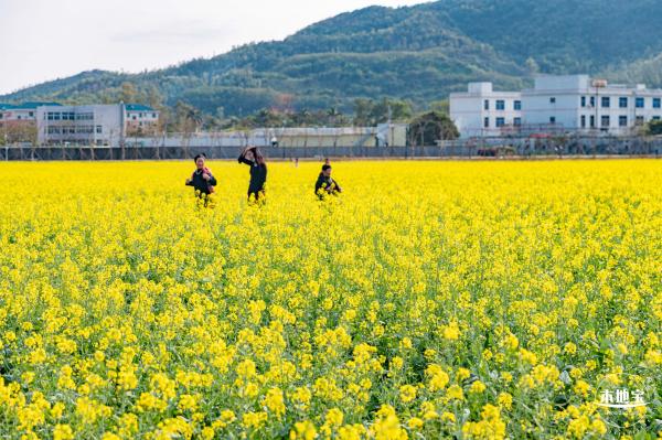 深圳农科院油菜花海