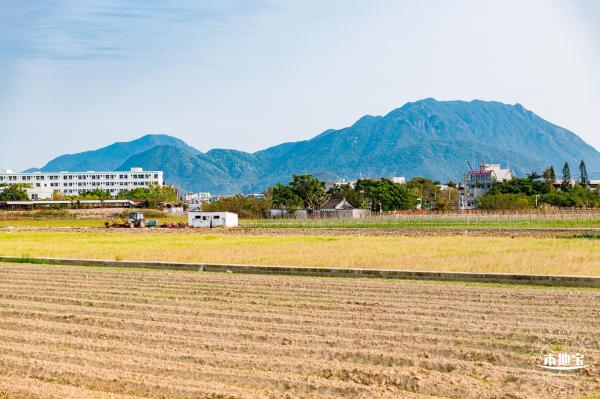 深圳农科院油菜花海