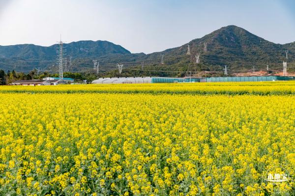 深圳农科院油菜花海