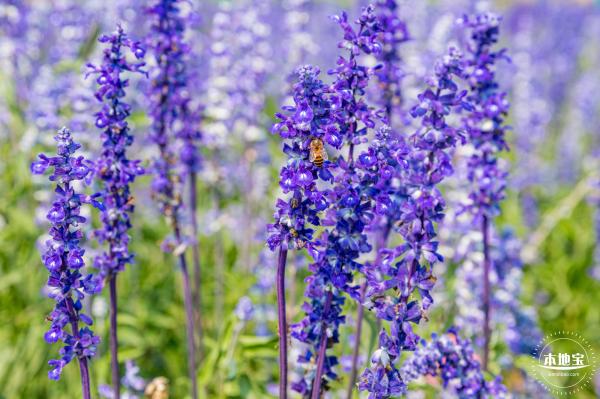 美丽乡村百花节