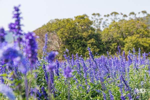 美丽乡村百花节