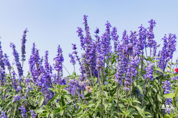 美丽乡村百花节